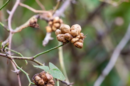 or Rosehip disease what is making the bush drying. Plant disease of Wild Rose on dandelion Dog Rose field background. High quality photoの写真素材