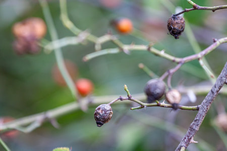 or Rosehip disease what is making the bush drying. Plant disease of Wild Rose on dandelion Dog Rose field background. High quality photoの写真素材