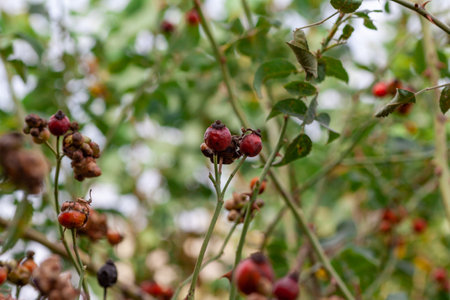 or Rosehip disease what is making the bush drying. Plant disease of Wild Rose on dandelion Dog Rose field background. High quality photoの写真素材