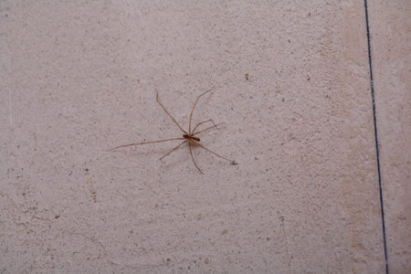 poisonous little spider on the wall of the house. home spider. Spiders with long slender legs at home. Scotch spider Phalangium Opilioの写真素材