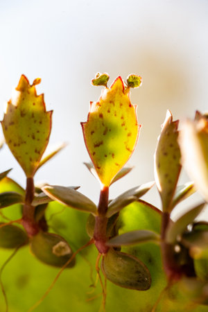 close up kalanchoe pinnata tiny green leaves. Bryophyllum Laetivirens herbal greenery. Kalanchoe Mother of Thousands plantの写真素材