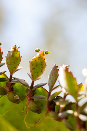 close up kalanchoe pinnata tiny green leaves. Bryophyllum Laetivirens herbal greenery. Kalanchoe Mother of Thousands plantの写真素材