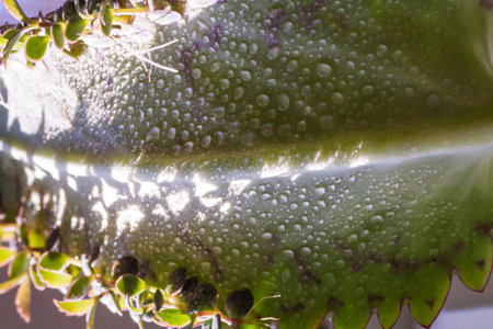 close up kalanchoe pinnata tiny green leaves. Bryophyllum Laetivirens herbal greenery. Kalanchoe Mother of Thousands plantの写真素材