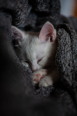 Portrait of a domestic cat of white color with big eyes. Cute clean cat. White cat with a pink nose. White Russian breed of cats.の写真素材