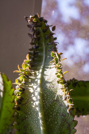 close up kalanchoe pinnata tiny green leaves. Bryophyllum Laetivirens herbal greenery. Kalanchoe Mother of Thousands plantの写真素材