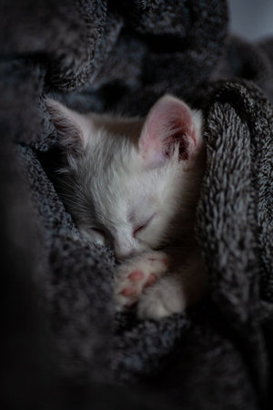 Portrait of a domestic cat of white color with big eyes. Cute clean cat. White cat with a pink nose. White Russian breed of cats.の写真素材