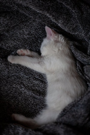 Portrait of a domestic cat of white color with big eyes. Cute clean cat. White cat with a pink nose. White Russian breed of cats.の写真素材