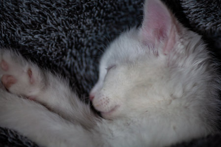 Portrait of a domestic cat of white color with big eyes. Cute clean cat. White cat with a pink nose. White Russian breed of cats.の写真素材