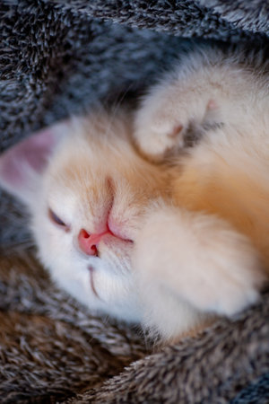 Portrait of a domestic cat of white color with big eyes. Cute clean cat. White cat with a pink nose. White Russian breed of cats.の写真素材