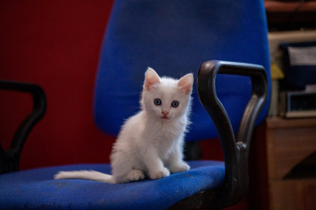 Portrait of a domestic cat of white color with big eyes. Cute clean cat. White cat with a pink nose. White Russian breed of cats.の写真素材