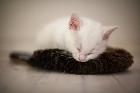Portrait of a domestic cat of white color with big eyes. Cute clean cat. White cat with a pink nose. White Russian breed of cats.の写真素材