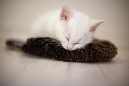 Portrait of a domestic cat of white color with big eyes. Cute clean cat. White cat with a pink nose. White Russian breed of cats.の写真素材