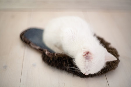 Portrait of a domestic cat of white color with big eyes. Cute clean cat. White cat with a pink nose. White Russian breed of cats.の写真素材