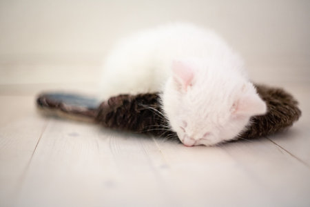 Portrait of a domestic cat of white color with big eyes. Cute clean cat. White cat with a pink nose. White Russian breed of cats.の写真素材