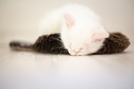 Portrait of a domestic cat of white color with big eyes. Cute clean cat. White cat with a pink nose. White Russian breed of cats.の写真素材