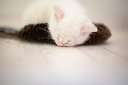 Portrait of a domestic cat of white color with big eyes. Cute clean cat. White cat with a pink nose. White Russian breed of cats.の写真素材