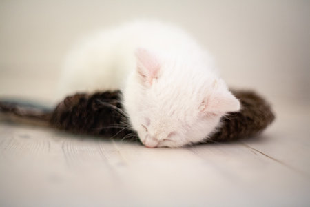 Portrait of a domestic cat of white color with big eyes. Cute clean cat. White cat with a pink nose. White Russian breed of cats.の写真素材