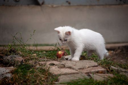 Portrait of a domestic cat of white color with big eyes. Cute clean cat. White cat with a pink nose. White Russian breed of cats.の写真素材