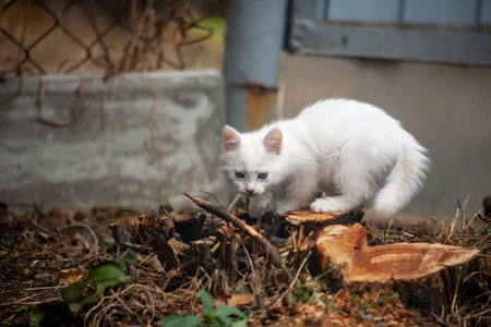 Portrait of a domestic cat of white color with big eyes. Cute clean cat. White cat with a pink nose. White Russian breed of cats.の写真素材