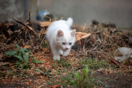 Portrait of a domestic cat of white color with big eyes. Cute clean cat. White cat with a pink nose. White Russian breed of cats.の写真素材