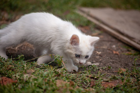 Portrait of a domestic cat of white color with big eyes. Cute clean cat. White cat with a pink nose. White Russian breed of cats.の写真素材