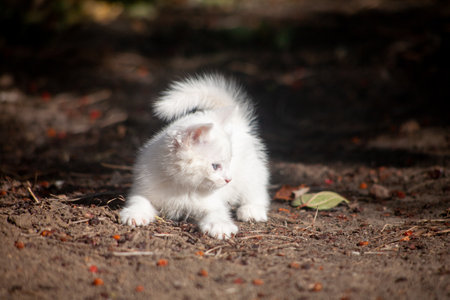 Portrait of a domestic cat of white color with big eyes. Cute clean cat. White cat with a pink nose. White Russian breed of cats.の写真素材