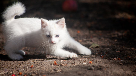 Portrait of a domestic cat of white color with big eyes. Cute clean cat. White cat with a pink nose. White Russian breed of cats.の写真素材