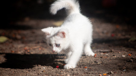 Portrait of a domestic cat of white color with big eyes. Cute clean cat. White cat with a pink nose. White Russian breed of cats.の写真素材