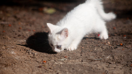 Portrait of a domestic cat of white color with big eyes. Cute clean cat. White cat with a pink nose. White Russian breed of cats.の写真素材