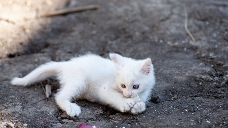Portrait of a domestic cat of white color with big eyes. Cute clean cat. White cat with a pink nose. White Russian breed of cats.の写真素材