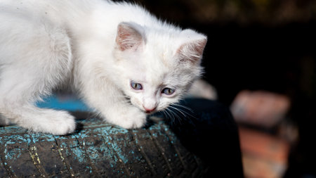 Portrait of a domestic cat of white color with big eyes. Cute clean cat. White cat with a pink nose. White Russian breed of cats.の写真素材