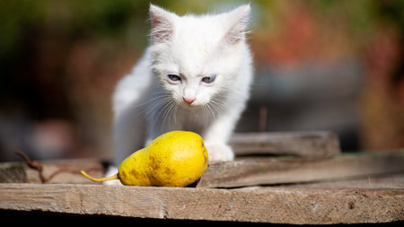Portrait of a domestic cat of white color with big eyes. Cute clean cat. White cat with a pink nose. White Russian breed of cats.の写真素材