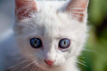 Portrait of a domestic cat of white color with big eyes. Cute clean cat. White cat with a pink nose. White Russian breed of cats.の写真素材