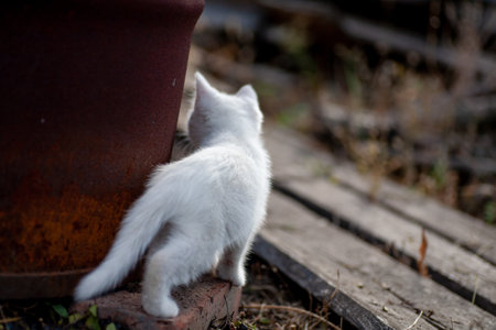 Portrait of a domestic cat of white color with big eyes. Cute clean cat. White cat with a pink nose. White Russian breed of cats.の写真素材