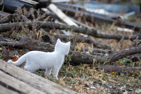 Portrait of a domestic cat of white color with big eyes. Cute clean cat. White cat with a pink nose. White Russian breed of cats.の写真素材