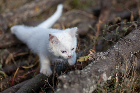 Portrait of a domestic cat of white color with big eyes. Cute clean cat. White cat with a pink nose. White Russian breed of cats.の写真素材