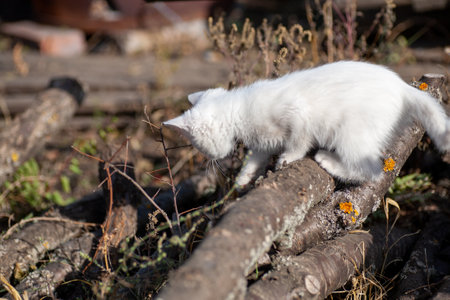 Portrait of a domestic cat of white color with big eyes. Cute clean cat. White cat with a pink nose. White Russian breed of cats.の写真素材