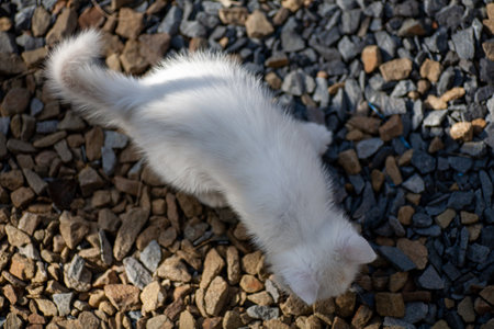 Portrait of a domestic cat of white color with big eyes. Cute clean cat. White cat with a pink nose. White Russian breed of cats.の写真素材