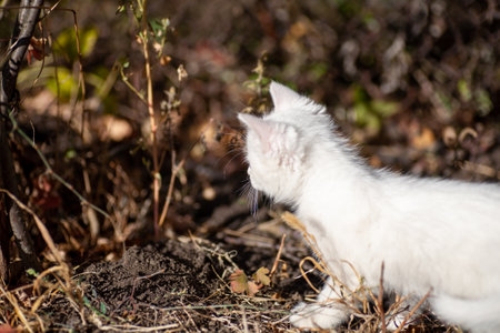 Portrait of a domestic cat of white color with big eyes. Cute clean cat. White cat with a pink nose. White Russian breed of cats.の写真素材