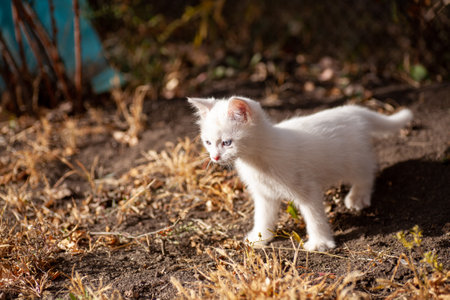 Portrait of a domestic cat of white color with big eyes. Cute clean cat. White cat with a pink nose. White Russian breed of cats.の写真素材