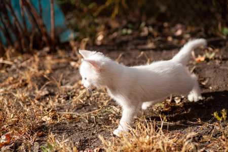 Portrait of a domestic cat of white color with big eyes. Cute clean cat. White cat with a pink nose. White Russian breed of cats.の写真素材