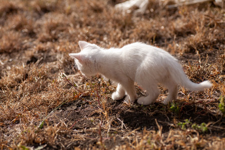 Portrait of a domestic cat of white color with big eyes. Cute clean cat. White cat with a pink nose. White Russian breed of cats.の写真素材