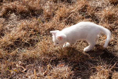 Portrait of a domestic cat of white color with big eyes. Cute clean cat. White cat with a pink nose. White Russian breed of cats.の写真素材