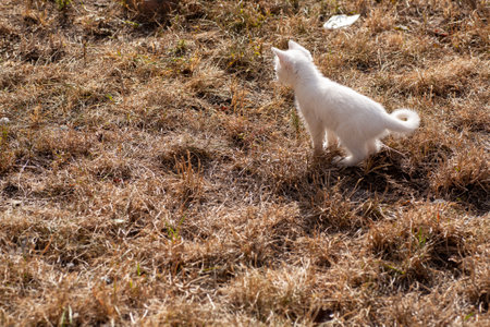 Portrait of a domestic cat of white color with big eyes. Cute clean cat. White cat with a pink nose. White Russian breed of cats.の写真素材