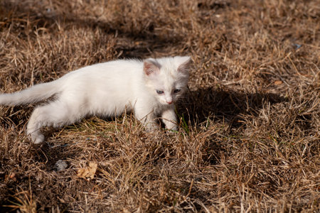 Portrait of a domestic cat of white color with big eyes. Cute clean cat. White cat with a pink nose. White Russian breed of cats.の写真素材