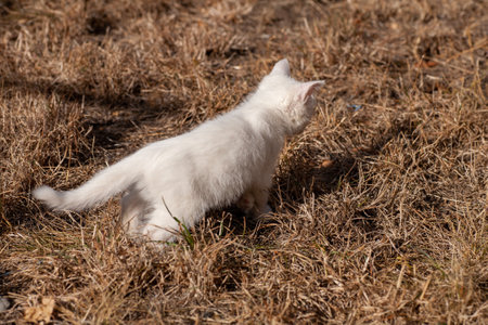 Portrait of a domestic cat of white color with big eyes. Cute clean cat. White cat with a pink nose. White Russian breed of cats.の写真素材