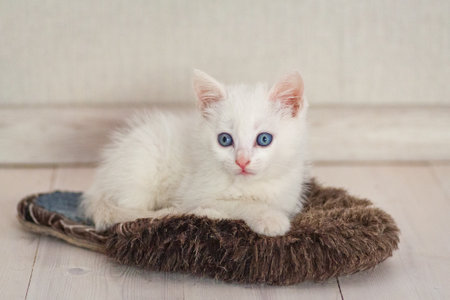 Portrait of a domestic cat of white color with big eyes. Cute clean cat. White cat with a pink nose. White Russian breed of cats.の写真素材