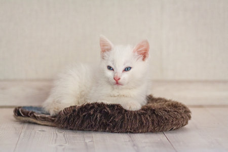 Portrait of a domestic cat of white color with big eyes. Cute clean cat. White cat with a pink nose. White Russian breed of cats.の写真素材