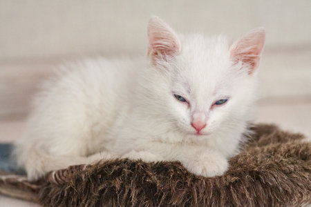 Portrait of a domestic cat of white color with big eyes. Cute clean cat. White cat with a pink nose. White Russian breed of cats.の写真素材
