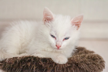 Portrait of a domestic cat of white color with big eyes. Cute clean cat. White cat with a pink nose. White Russian breed of cats.の写真素材